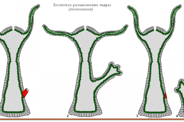 Kraken рабочий