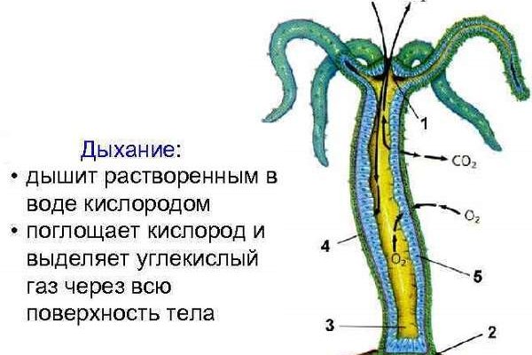 Кракен kr2web in