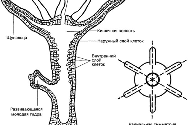 Кракен шоп зеркало