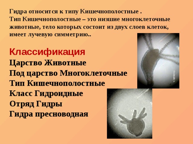Кракен топ